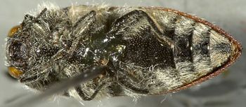 Media type: image;   Entomology 24403 Aspect: habitus ventral view